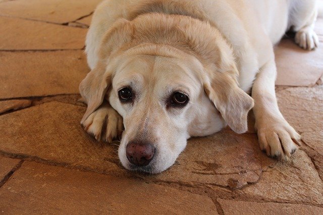 Dogs with pancreatitis will act lethargic and tired, especially after eating foods high in fat.