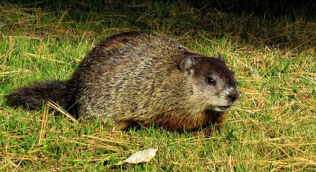 Groundhogs and other small mammals can easily pass along rabies to your dog.