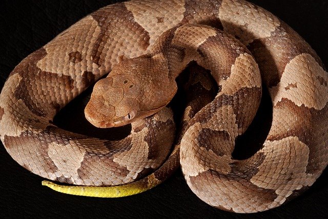 Pit vipers like the Eastern Copperhead are relatively common venomous snakes in Virginia.